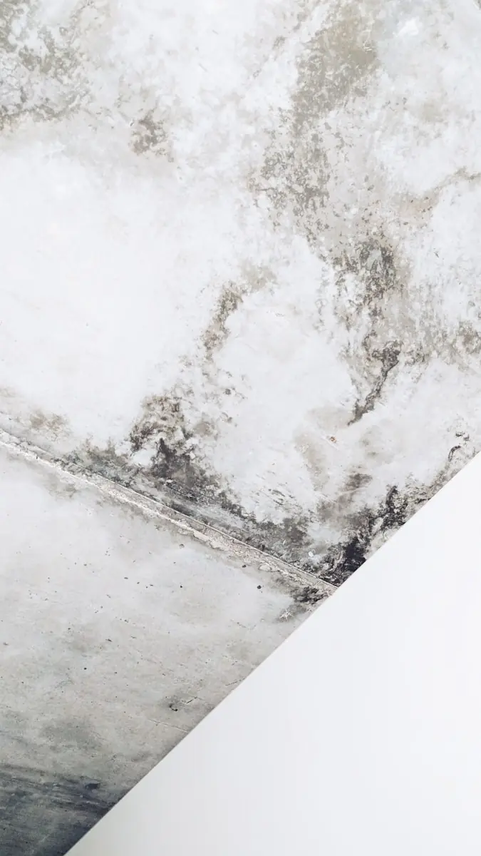 Close-up of mold growth spreading across a white wall